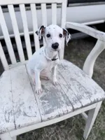 Bella, a  Dalmatian for sale in Conroe, TX – Photo 4 of 4