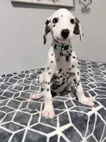 Rex, a male Dalmatian for sale in Conroe, TX – 2 of 5