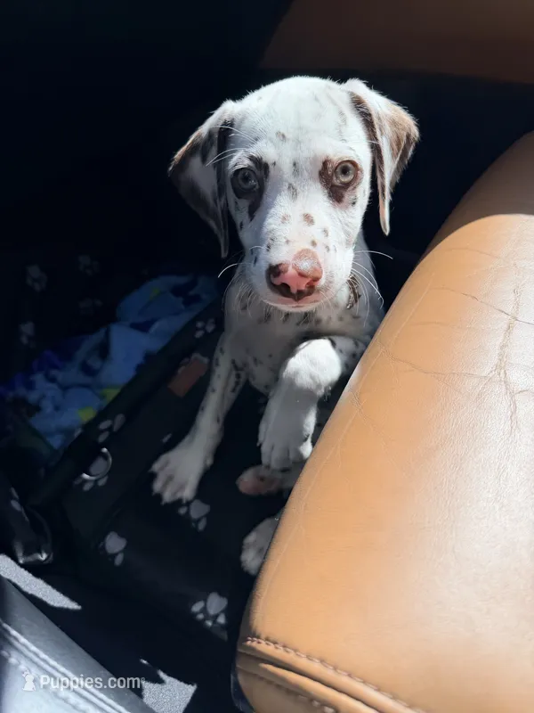 Shadow  – Dalmatian puppy for sale in Conroe, TX