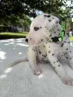 Forest, a male Dalmatian for sale in Conroe, TX – 2 of 2