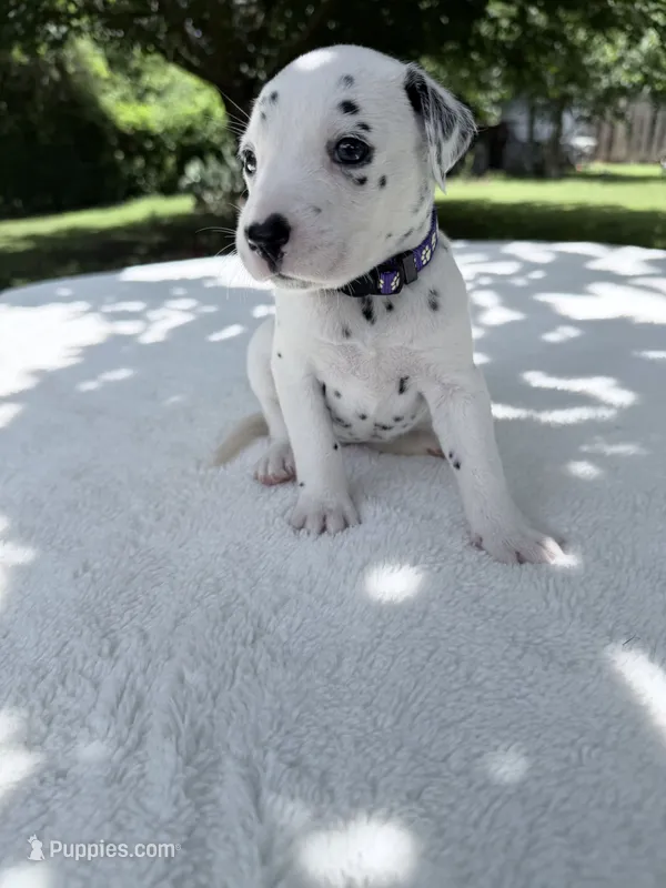 Violet  – Dalmatian puppy for sale in Conroe, TX