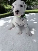 Forest, a male Dalmatian for sale in Conroe, TX – 1 of 2
