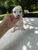Shadow, a male Dalmatian for sale in Conroe, TX – 3 of 6