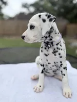 Sage, a female Dalmatian for sale in Conroe, TX – 2 of 5