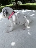 Blush, a female Dalmatian for sale in Conroe, TX – 4 of 4