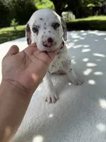 Shadow, a male Dalmatian for sale in Conroe, TX – 4 of 6