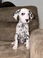 Arlo, a male Dalmatian for sale in Conroe, TX – 3 of 4