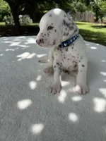 Finn, a male Dalmatian for sale in Conroe, TX – 3 of 4