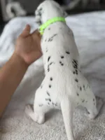 Sage, a female Dalmatian for sale in Conroe, TX – Photo 3 of 4