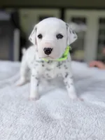 Sage, a female Dalmatian for sale in Conroe, TX – Photo 2 of 4