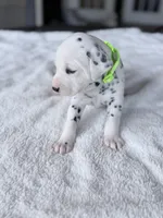 Sage, a female Dalmatian for sale in Conroe, TX – Photo 4 of 4