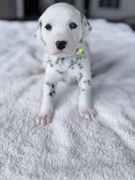 Sage, a female Dalmatian for sale in Conroe, TX – Photo 1 of 4