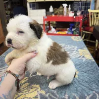 Bald-Faced Saint6 Male, a male Saint Bernard for sale in Bowling Green, KY – Photo 4 of 10