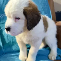 Bald-Faced Saint6 Male, a male Saint Bernard for sale in Bowling Green, KY – Photo 2 of 10