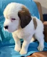 processed/54eba3fd-a66a-4e69-87a1-4cc8e137c97b/listing/10d3f30b-eaae-4487-af83-5e8f1c32006d/c4f6ea0a-9f4f-4260-821f-314d1ce64985