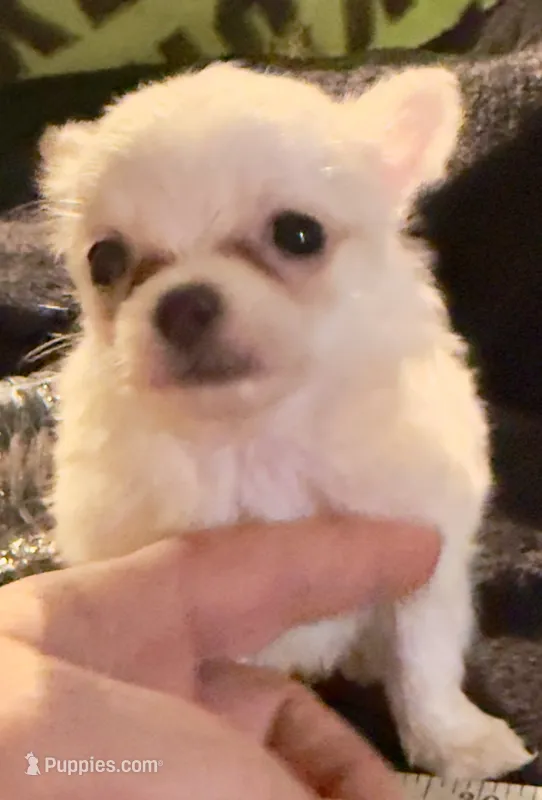 Applehead Longhair M2 – Chihuahua puppy for sale in Bowling Green, KY