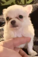 Applehead Longhair M2, a male Chihuahua for sale in Bowling Green, KY – 2 of 8