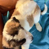 Half-Faced Saint2 Female, a female Saint Bernard for sale in Bowling Green, KY – Photo 3 of 9
