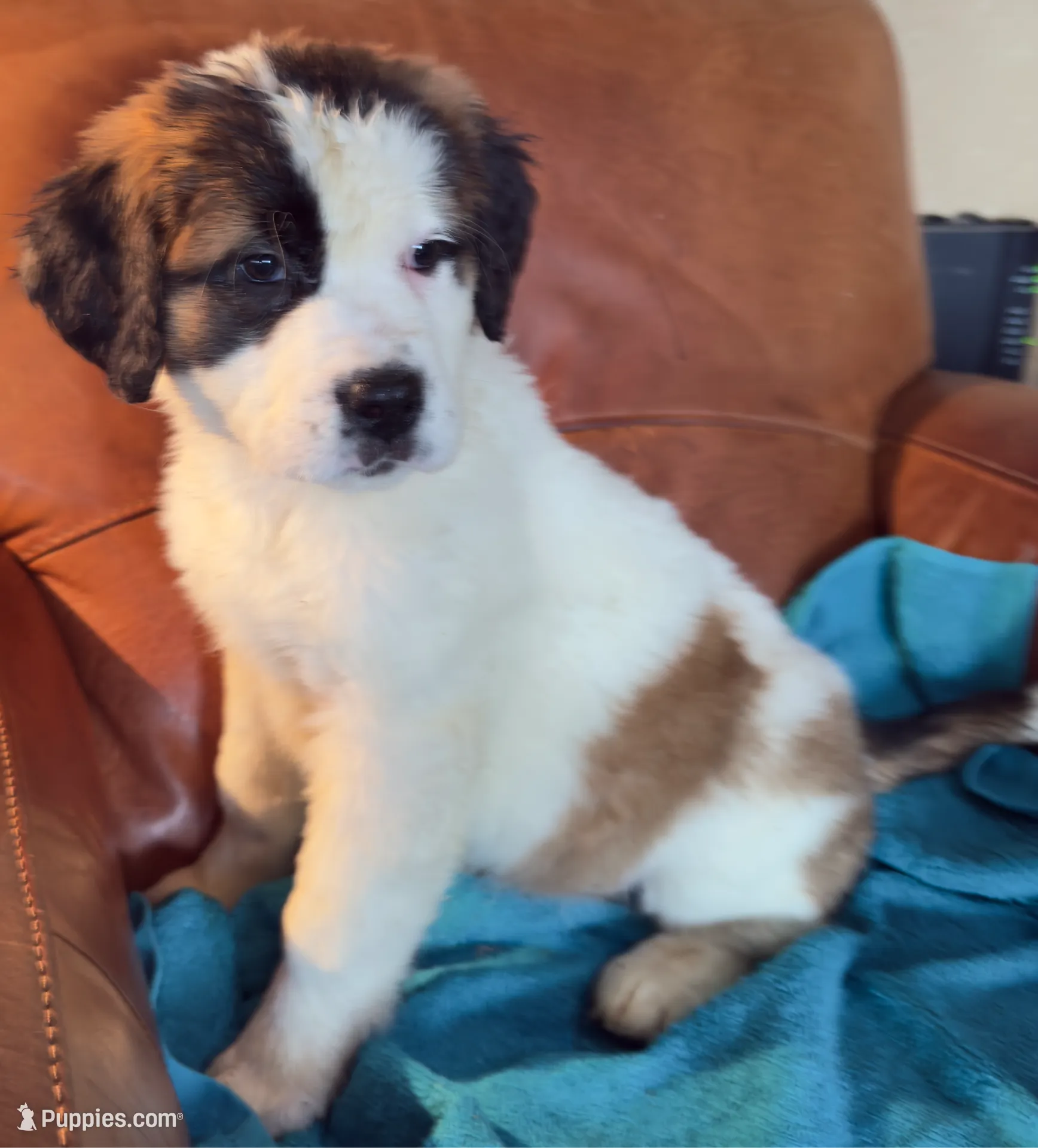 processed/54eba3fd-a66a-4e69-87a1-4cc8e137c97b/listing/2302f52d-de27-4161-8699-ec2c060096f3/4ee2ebed-5100-45a8-970e-714c50cc4b89