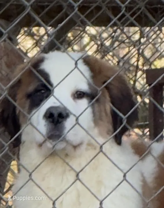 Hard to find “1/2 Face” Saint2 Female – Saint Bernard puppy for sale in Bowling Green, KY