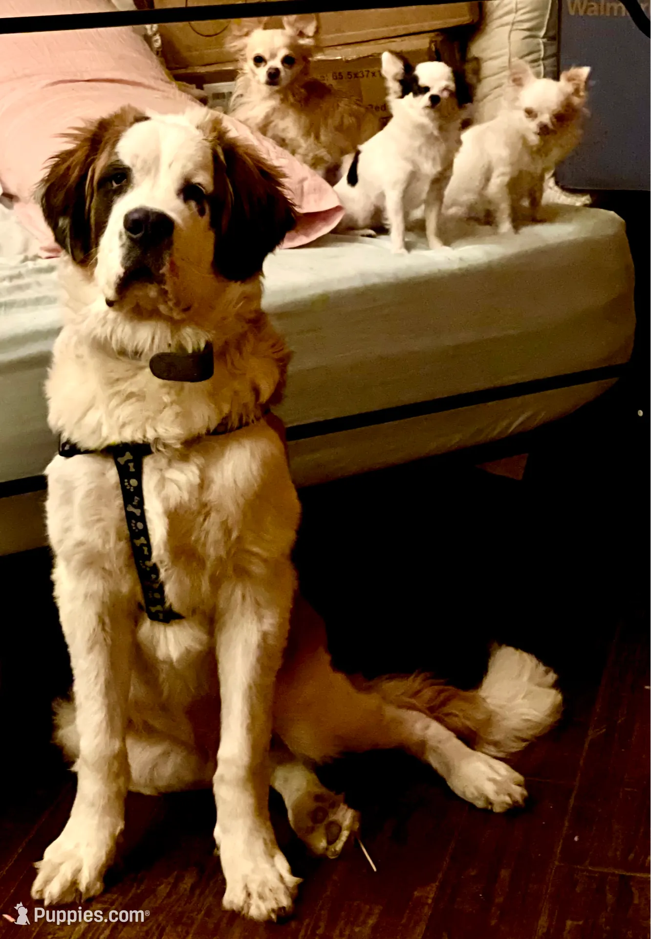 processed/54eba3fd-a66a-4e69-87a1-4cc8e137c97b/listing/2302f52d-de27-4161-8699-ec2c060096f3/79bced87-d84a-48b4-9530-62fb29e11c7a