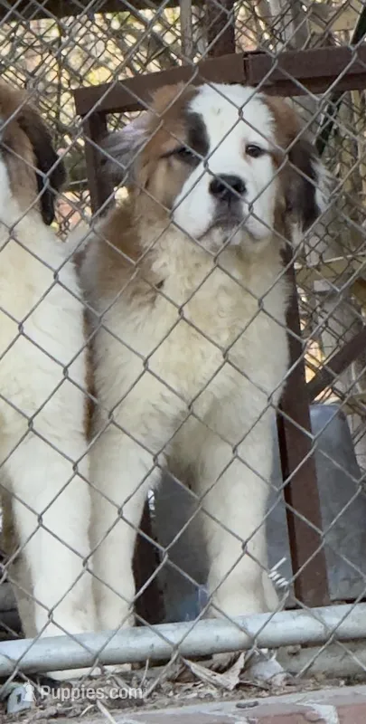 Recessive “1/2 Face” Saint2 Female – Saint Bernard puppy for sale in Bowling Green, KY