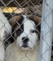 Hard to find “1/2 Face” Saint2 Female, a female Saint Bernard for sale in Bowling Green, KY – Photo 2 of 10