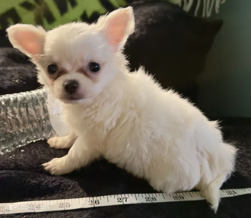 Applehead Longhair M2 – Chihuahua puppy for sale in Bowling Green, KY