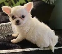 Applehead Longhair M2, a male Chihuahua for sale in Bowling Green, KY – 8 of 8