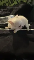 Applehead Longhair M2, a male Chihuahua for sale in Bowling Green, KY – 6 of 8