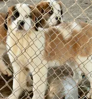 Recessive half-faced Saint9 Male, a male Saint Bernard for sale in Bowling Green, KY – Photo 8 of 8