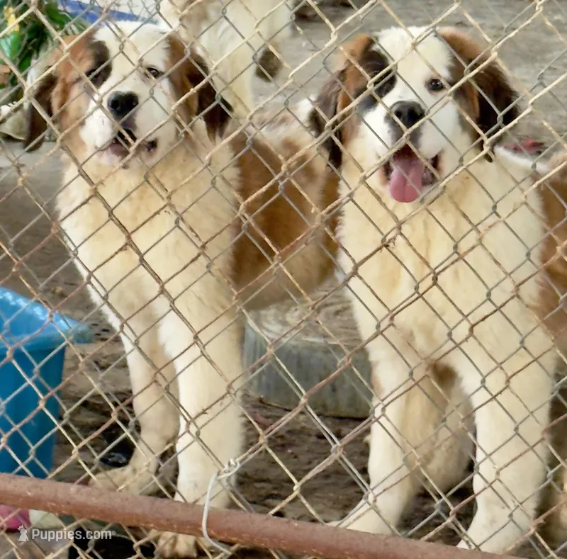 Recessive half-faced Saint9 Male – Saint Bernard puppy for sale in Bowling Green, KY