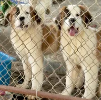 Recessive half-faced Saint9 Male, a male Saint Bernard for sale in Bowling Green, KY – Photo 1 of 8