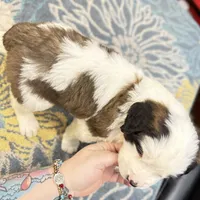 processed/54eba3fd-a66a-4e69-87a1-4cc8e137c97b/listing/2a9dc2b8-c625-4ef3-84a2-6255d2b61a99/a483e1ec-4cdd-4a9a-a453-ea112d66ccda