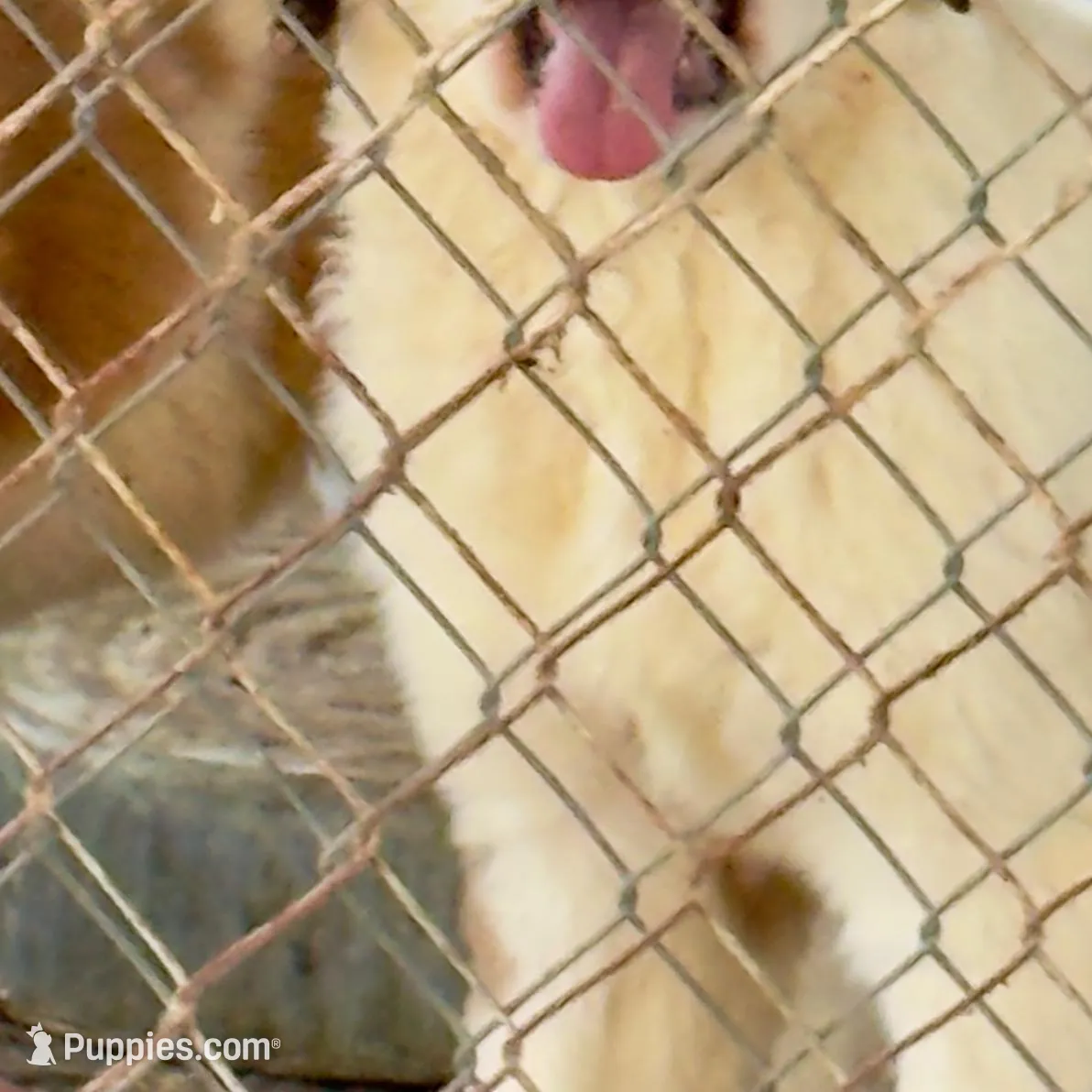 Recessive half-faced Saint9 Male – Saint Bernard puppy for sale in Bowling Green, KY