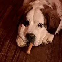 Recessive half-faced Saint9 Male, a male Saint Bernard for sale in Bowling Green, KY – Photo 4 of 8