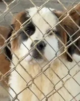 Unique Half-faced Saint9 Male, a male Saint Bernard for sale in Bowling Green, KY – Photo 2 of 8
