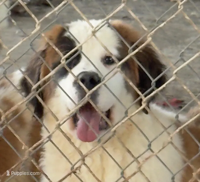 Unique Half-faced Saint9 Male – Saint Bernard puppy for sale in Bowling Green, KY