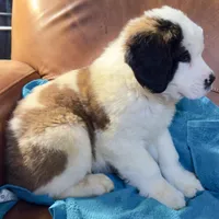 Three Quarter-Faced Saint3 Male, a male Saint Bernard for sale in Bowling Green, KY – Photo 1 of 10