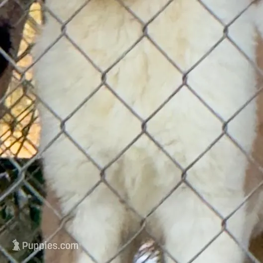 Recessive “3/4 Face” Saint3 Male – Saint Bernard puppy for sale in Bowling Green, KY