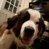 Three Quarter-Faced Saint3 Male, a male Saint Bernard for sale in Bowling Green, KY – Photo 9 of 10