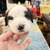 Three Quarter-Faced Saint3 Male, a male Saint Bernard for sale in Bowling Green, KY – Photo 4 of 10