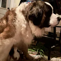 Three Quarter-Faced Saint3 Male, a male Saint Bernard for sale in Bowling Green, KY – Photo 7 of 10