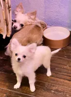 Applehead longhaired F Chihuahua, a female Chihuahua for sale in Bowling Green, KY – Photo 5 of 10