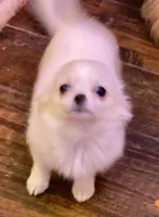 Applehead longhaired F Chihuahua, a female Chihuahua for sale in Bowling Green, KY – Photo 7 of 10