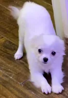 Applehead longhaired F Chihuahua, a female Chihuahua for sale in Bowling Green, KY – Photo 4 of 10