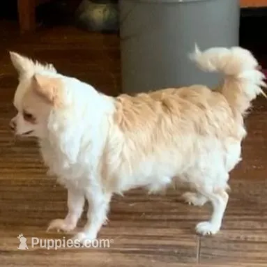 Applehead longhaired F Chihuahua, a female Chihuahua for sale in Bowling Green, KY – Photo 8 of 10