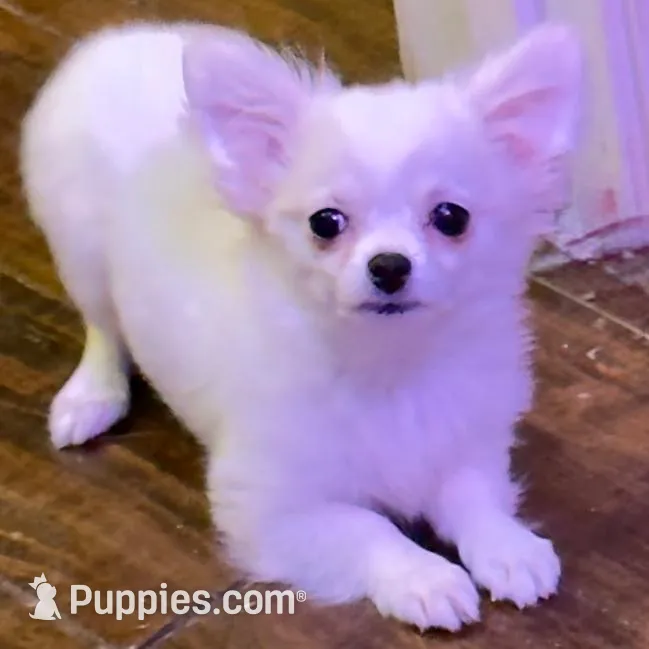 Applehead longhaired F Chihuahua – Chihuahua puppy for sale in Bowling Green, KY