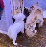 Applehead longhaired F Chihuahua, a female Chihuahua for sale in Bowling Green, KY – Photo 6 of 10