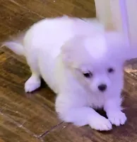 Applehead longhaired F Chihuahua, a female Chihuahua for sale in Bowling Green, KY – Photo 3 of 10